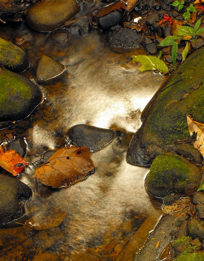 Guapiles Rio Blanco creek reflections Photograph by William OBrien