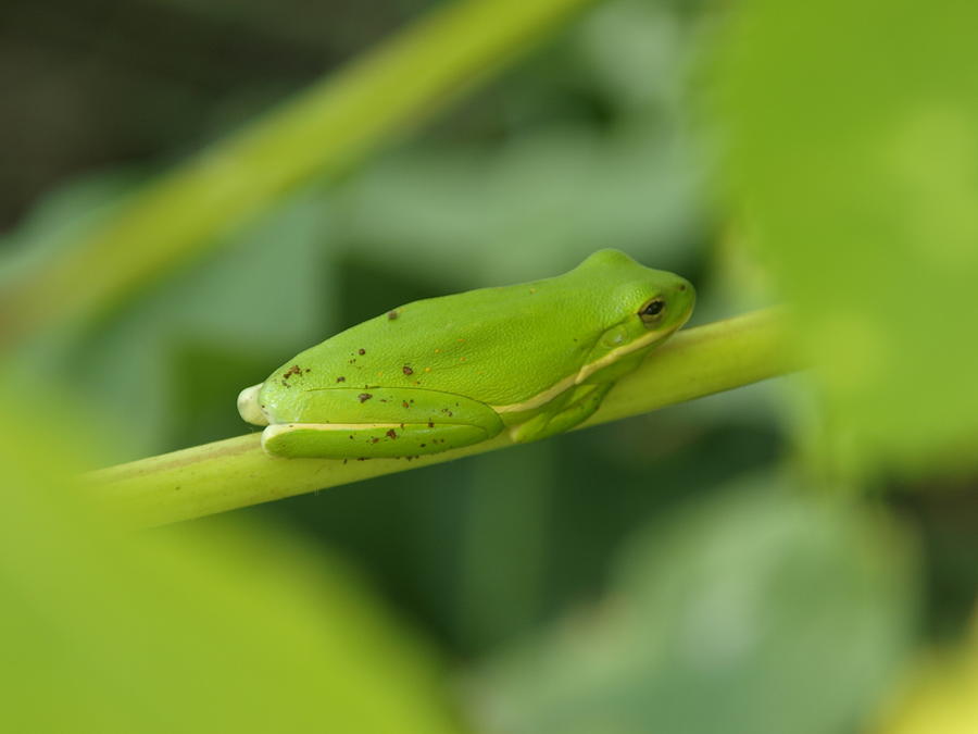 Tree Photograph - Guardian Frog of The Garden 2 by James Granberry
