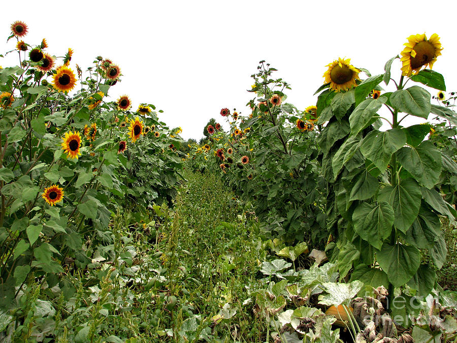 Sunflower Photograph - Guardians Of The Field by Rory Siegel