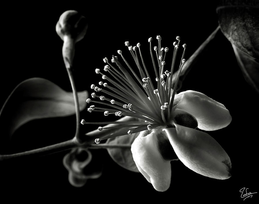 Guava Flower in Black and White Photograph by Endre Balogh