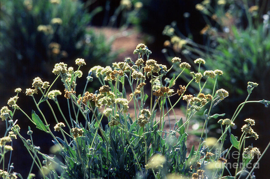 Guayule Plants Photograph by Science Source
