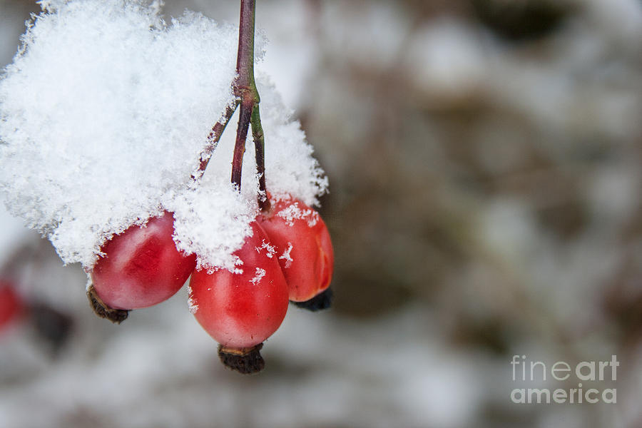 Guelder Rose in the Snow Photograph by Ann Garrett