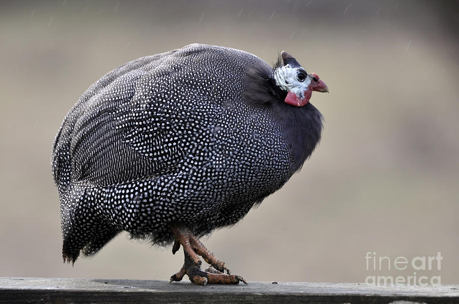 Guinea Fowl Photograph by Laura Mountainspring
