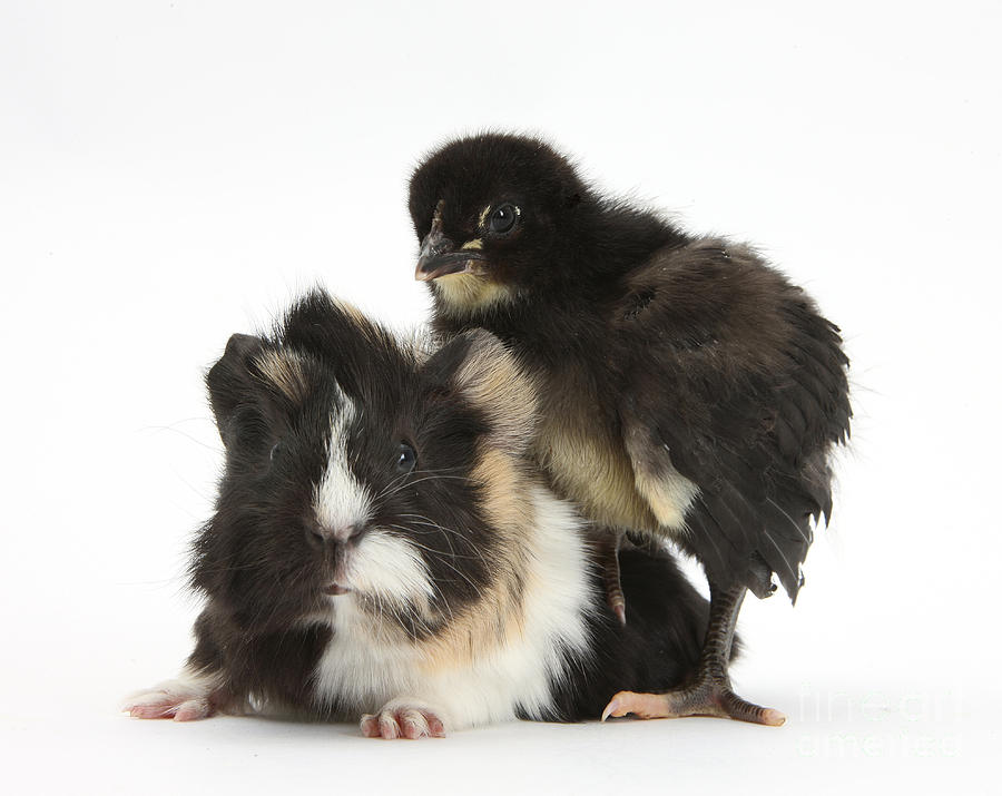 Guinea Pig And Black Bantam Chick Photograph by Mark Taylor