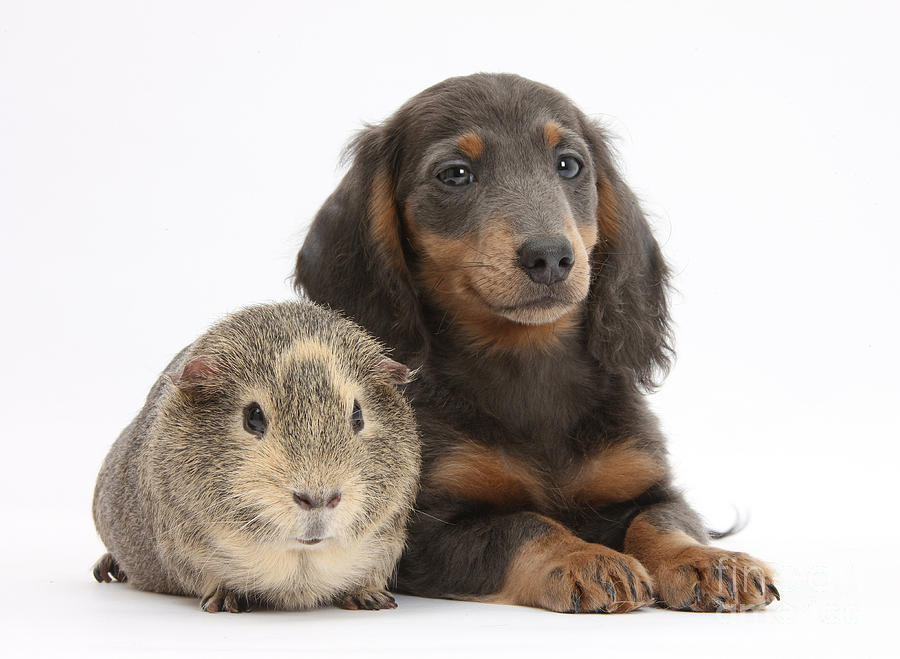 Guinea Pig And Blue-and-tan Dachshund Photograph by Mark Taylor