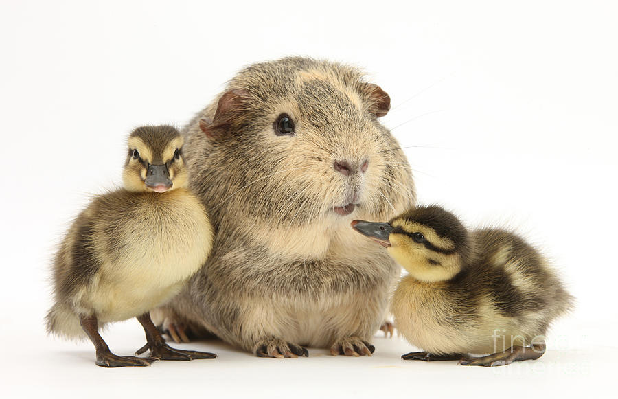 Guinea Pig And Ducklings Photograph by Mark Taylor