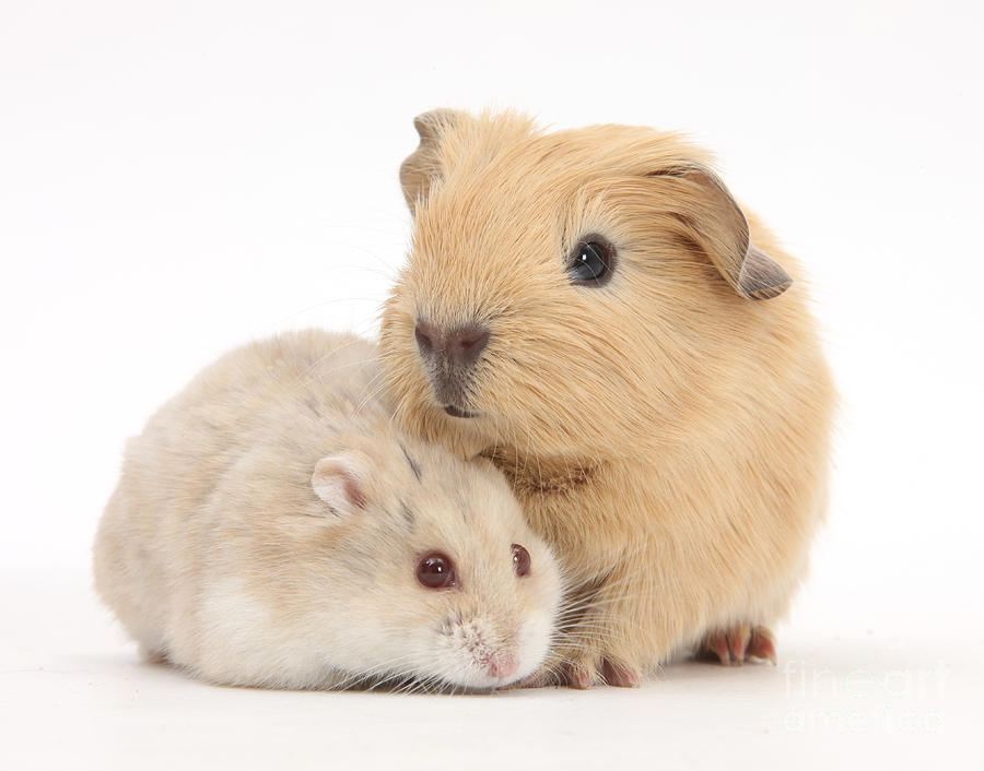 Guinea Pig And Hamster Photograph by Mark Taylor Pixels