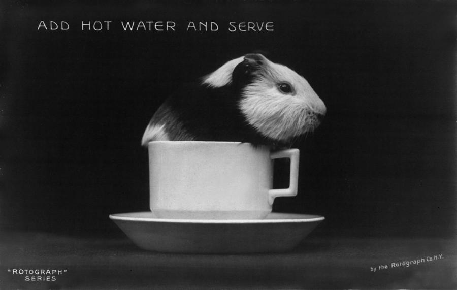 Mammal Photograph - Guinea Pig In A Tea Cup, Original Title by Everett