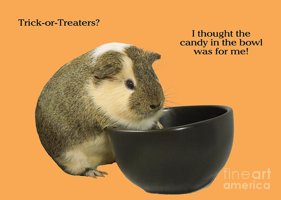 Halloween Photograph - Guinea Pig trick-or-treat by Renee Trenholm