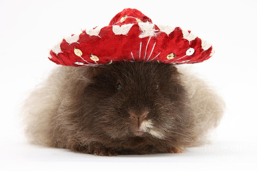 Guinea Pig Wearing A Hat Photograph by Mark Taylor