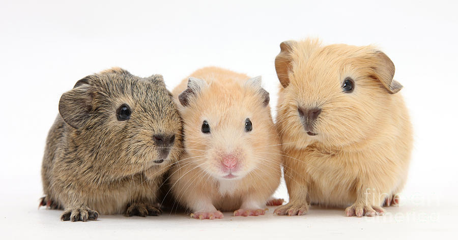 Guinea Pigs And Hamster Photograph by Mark Taylor