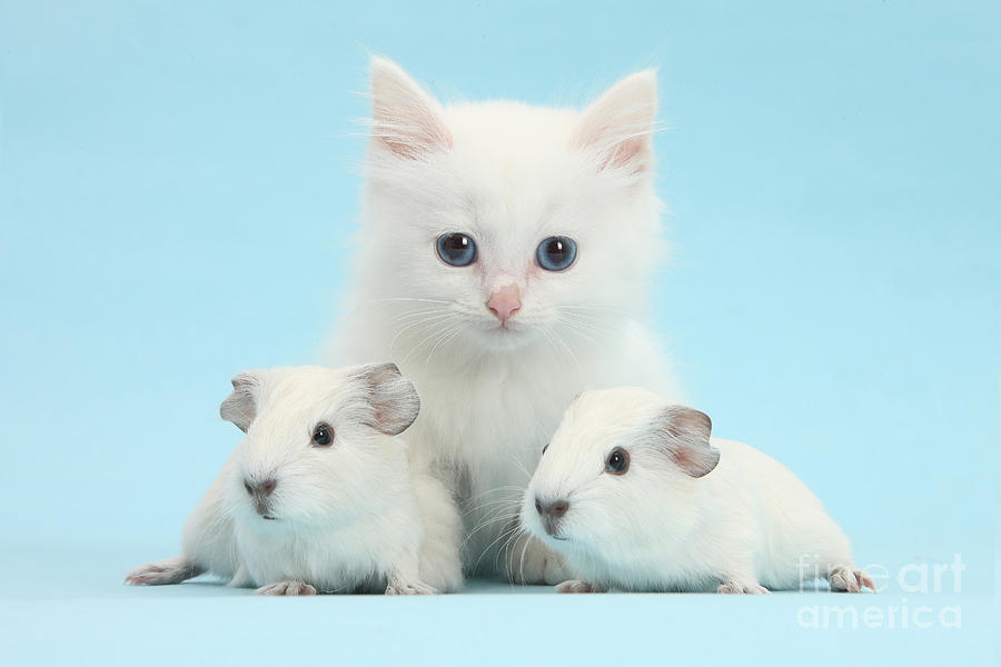 Guinea Pigs And Maine Coon-cross Kitten Photograph by Mark Taylor