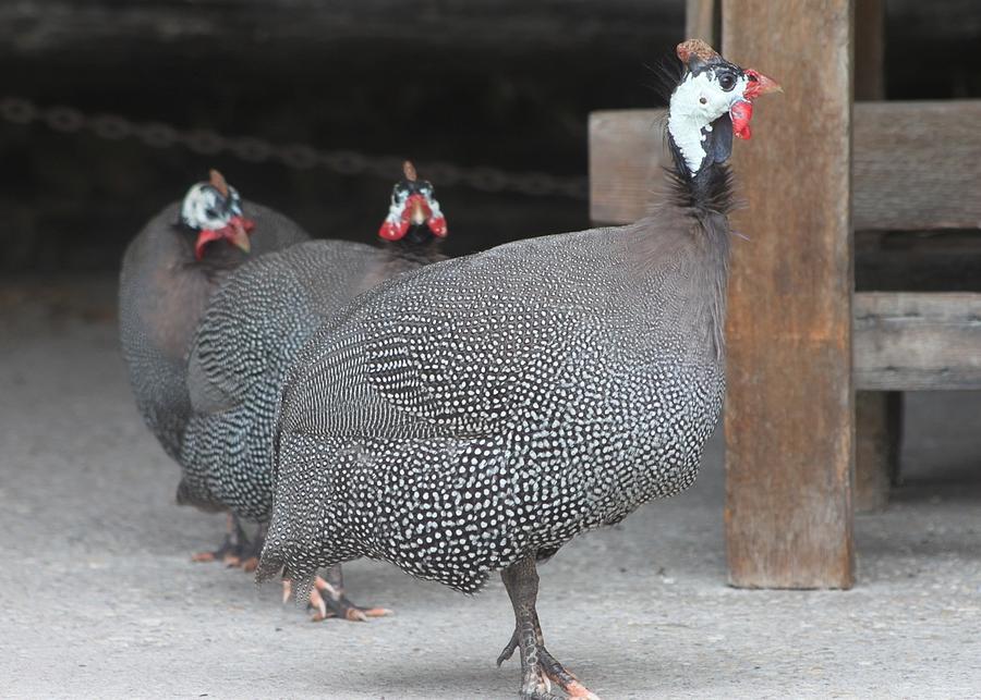Guinia Hens Photograph by Jeanne Juhos