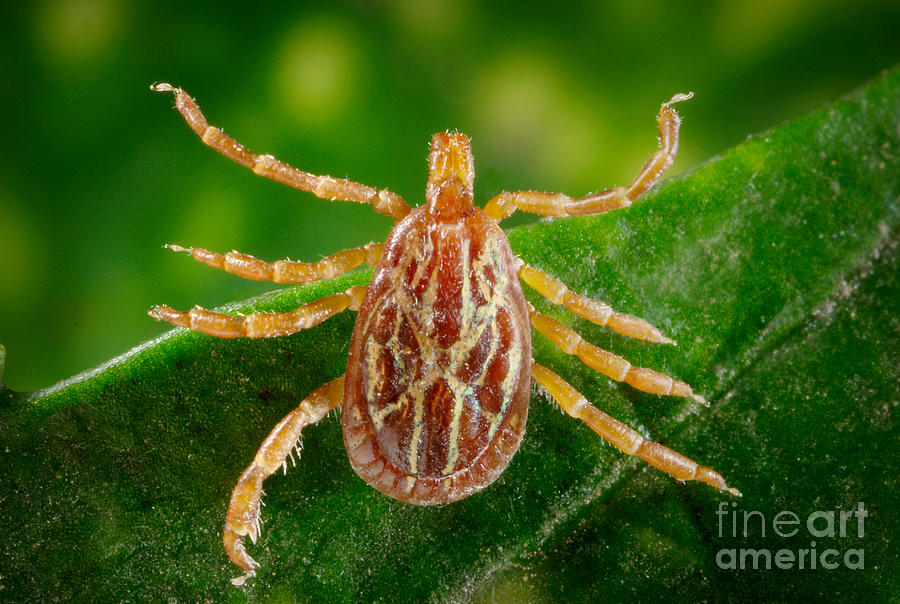 Gulf Coast Tick Photograph by Science Source