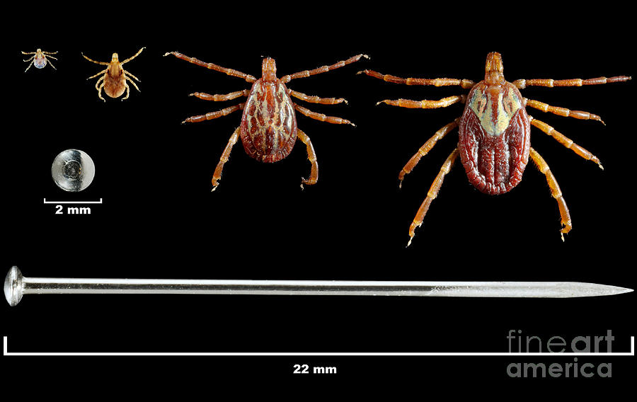 Gulf Coast Ticks Photograph by Science Source