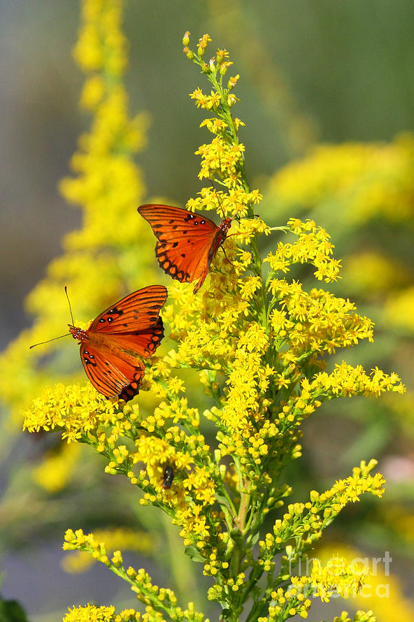 Butterfly Photograph - Gulf Fritilaries on Golden Rod by Barbara Bowen
