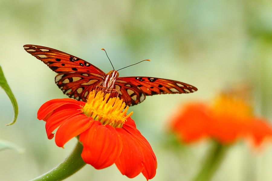 Butterfly Photograph - Gulf Fritillary 2 by Andrew McInnes