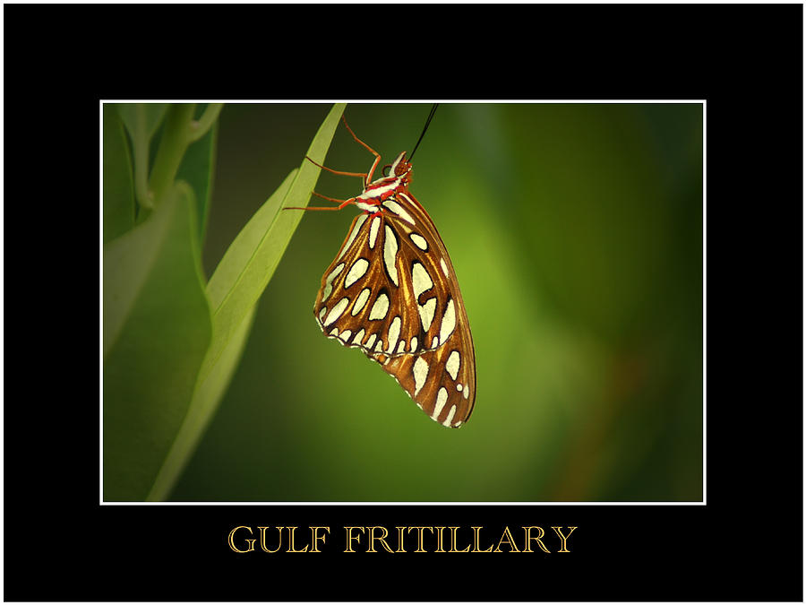 Gulf Fritillary 2 Photograph by David Weeks