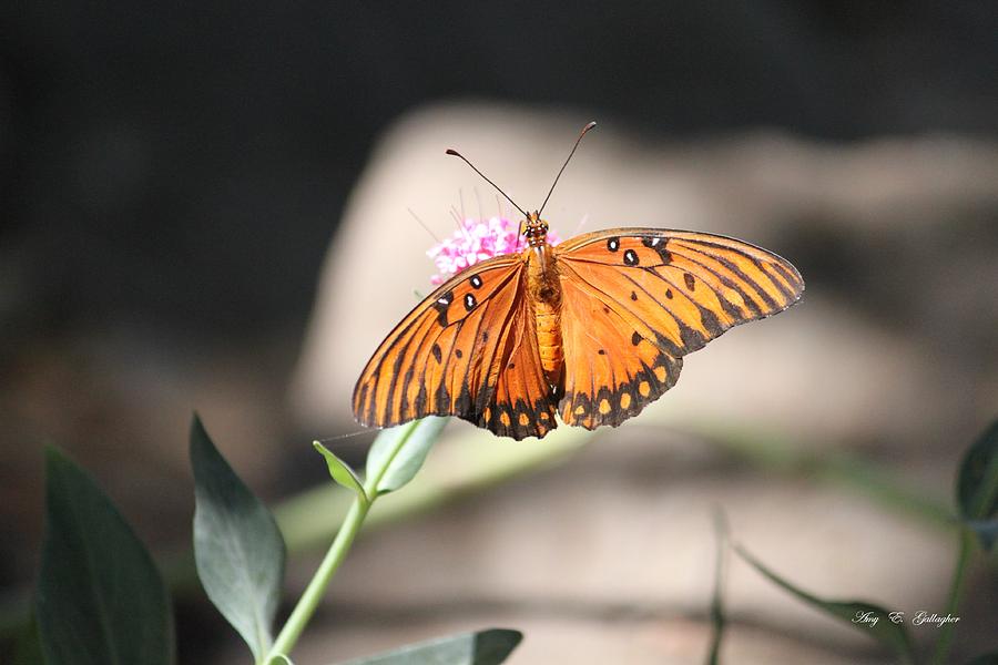 Gulf Fritillary Butterfly  Photograph by Amy Gallagher