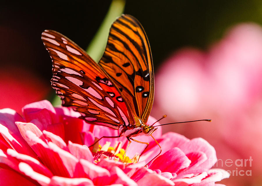 Garden Photograph - Gulf Fritillary Butterfly by Carl Jackson