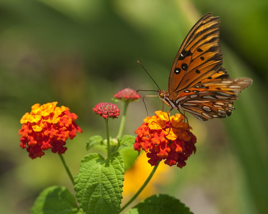 Gulf Fritillary Butterfly on Colorful Lantana Photograph by Kathy Clark ...