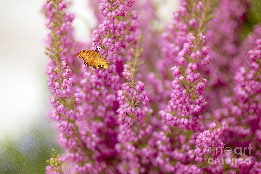 Gulf Fritillary Butterfly on Passionate Pink Flowers Photograph by Susan Gary