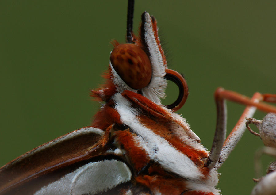 Gulf Fritillary Butterfly Portrait Photograph by Daniel Reed