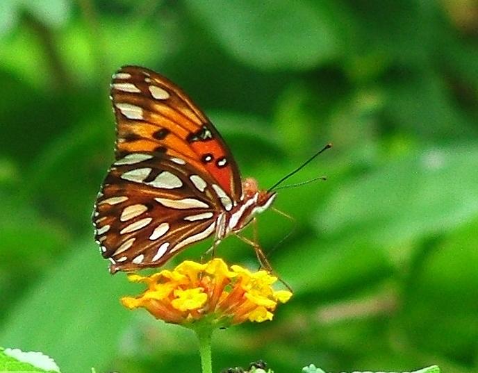 Butterfly Photograph - Gulf Fritillary I by Bruce W Krucke