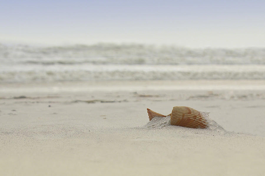 Gulf Shore Shell Photograph by Ray Devlin