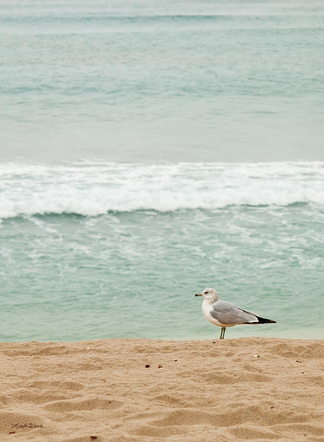 Gull by the Sea  Photograph by Michelle Constantine