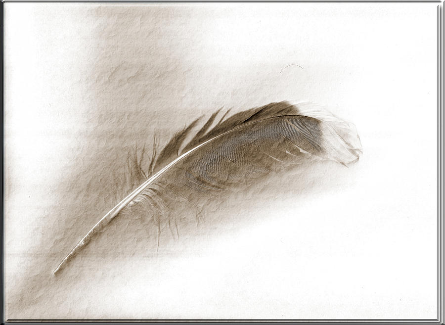 Gull Feather Photograph by Marie Jamieson