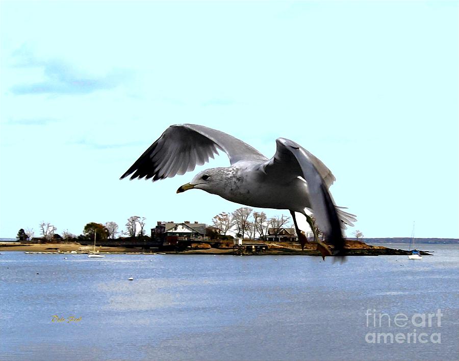 Gull in Flight Digital Art by Dale   Ford