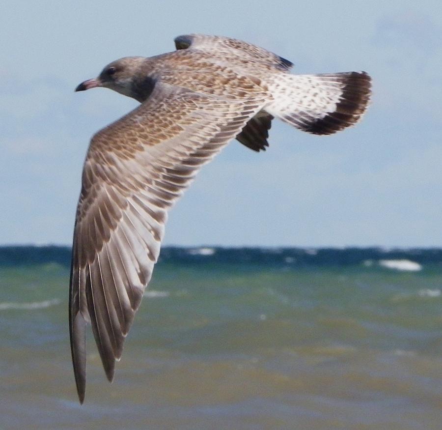 Gull in Flight Photograph by Peggy King