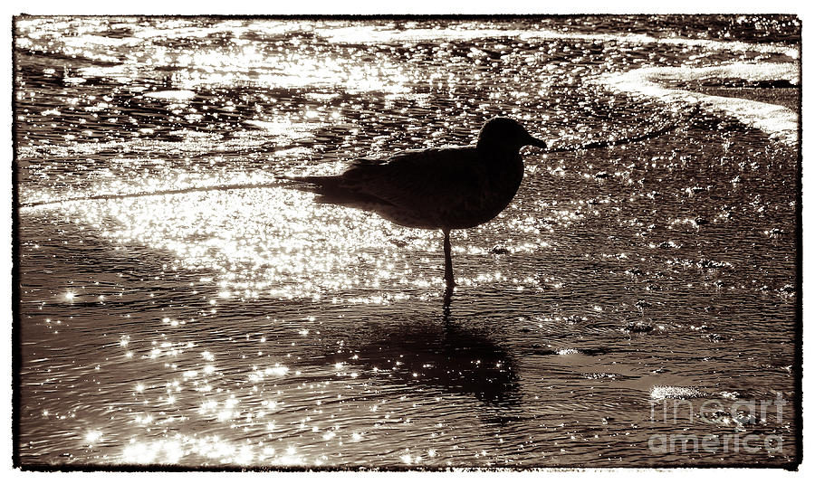 Gull in Silver Tidal Pool Photograph by Jim Moore