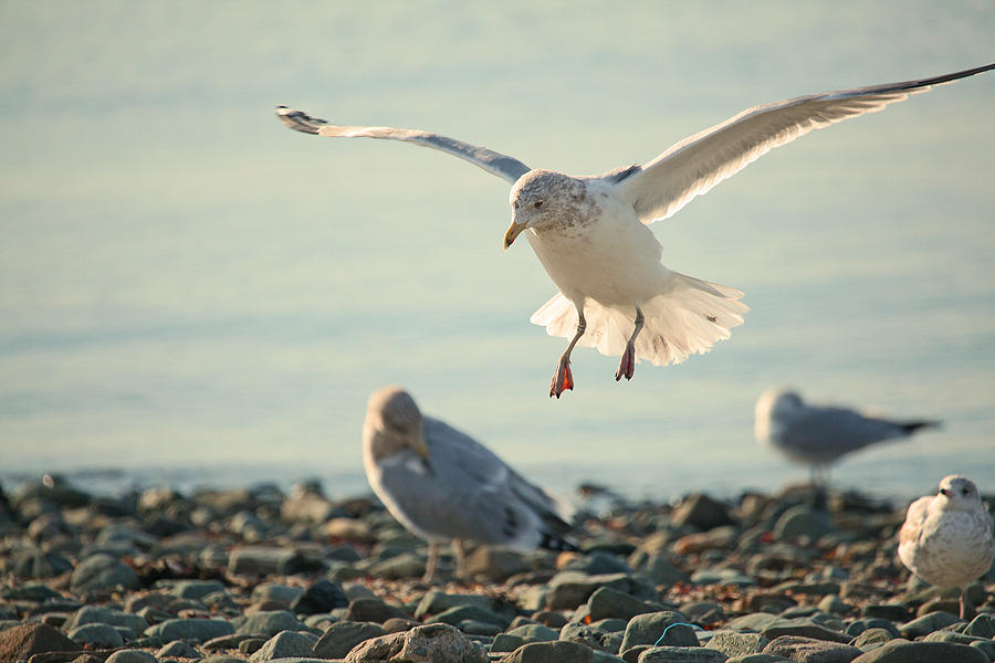 Gull Landing Photograph by Karol Livote