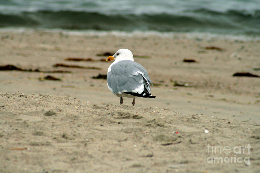 Seagull Photograph - Gull by Louis Sarkas