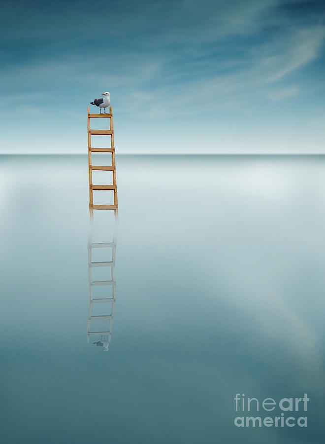 Gull on a Ladder in the Sea Photograph by Jill Battaglia