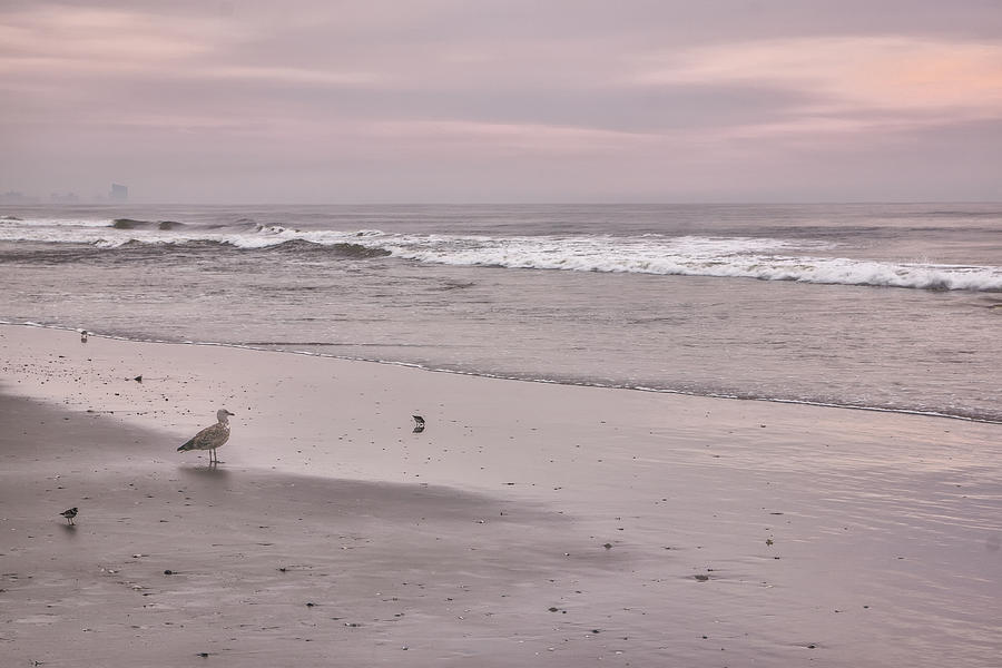 Gull On A Soft Dawn Photograph by Tom Singleton