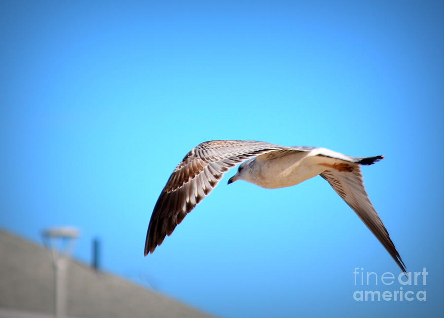 Gull on the Wing Photograph by Kevin Fortier