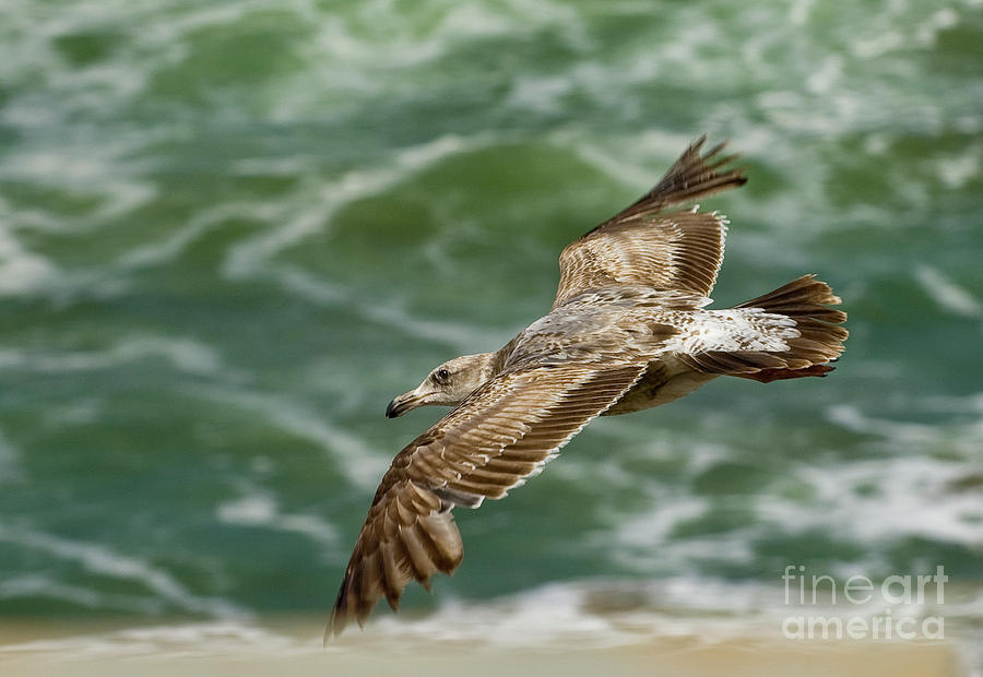 Gull Over Beach Photograph by Tim Mulina