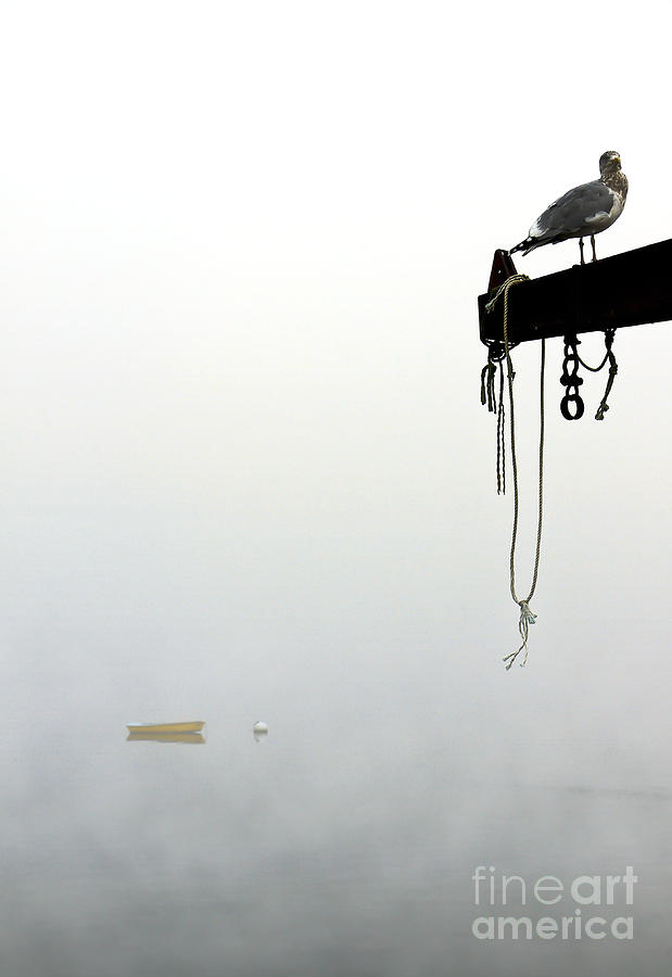Gull Watch Photograph by Brenda Giasson