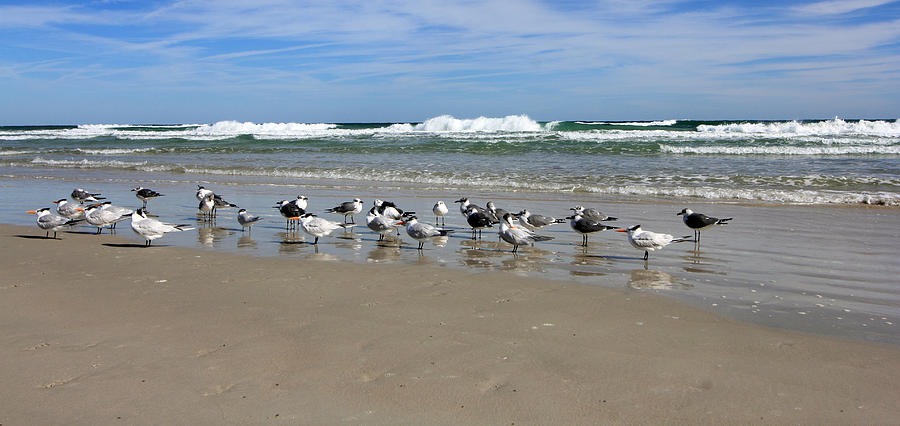 Gulls and Waves II Photograph by Mary Haber