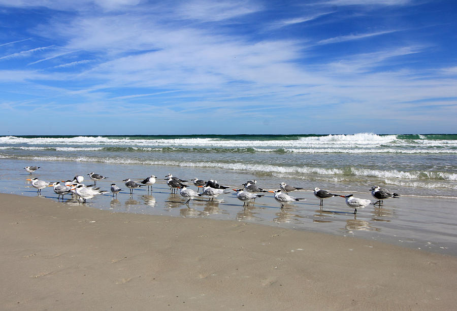 Gulls and Waves Photograph by Mary Haber