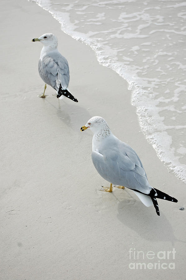 Gulls at the Beach Photograph by Robert Meanor