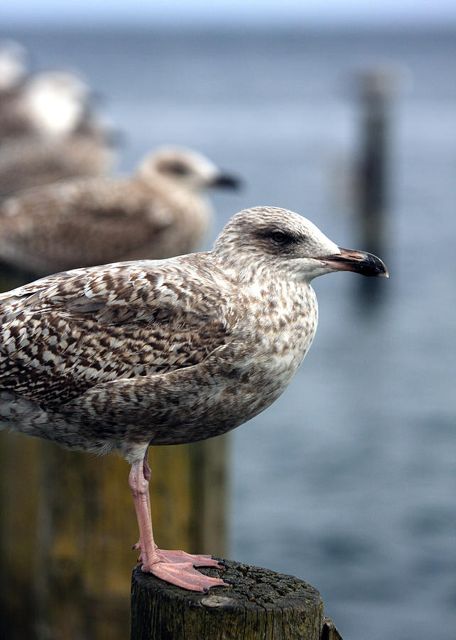 Animal Photograph - Gulls by Falko Follert