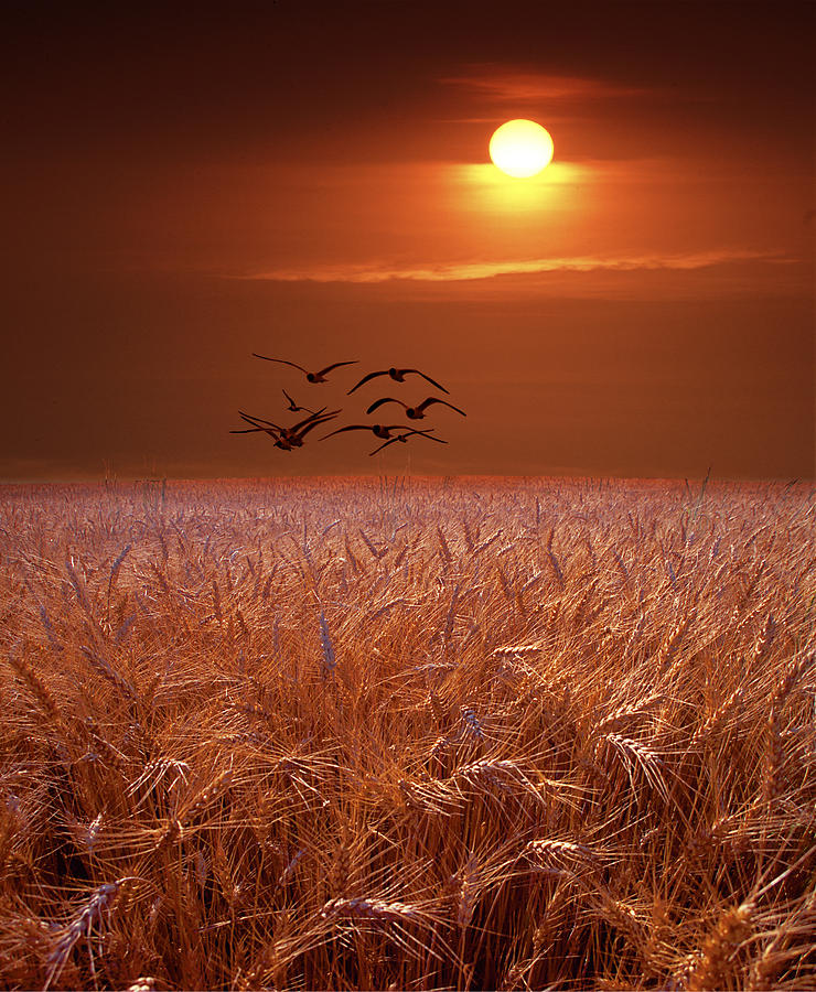 Gulls flying over a Wheat Field at Sunset Photograph by Randall Nyhof