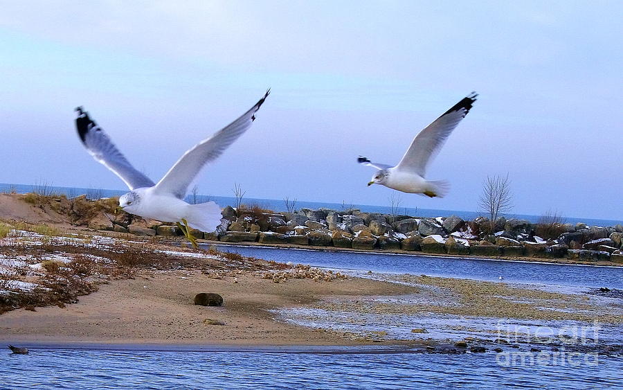 Gulls in Flight 2 Photograph by Christina A Pacillo