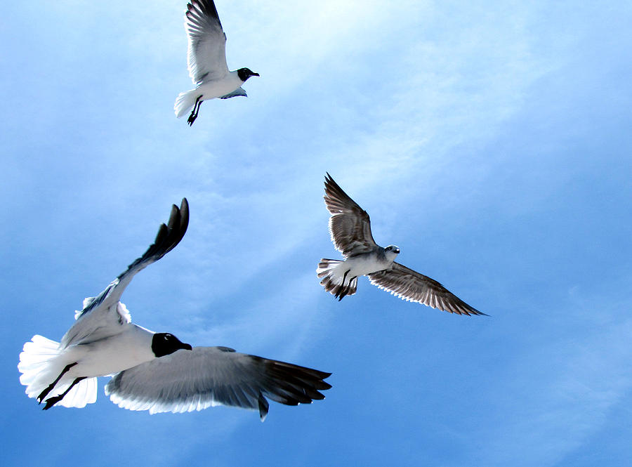 Laughing Gulls in Flight Photograph by Judy Wanamaker