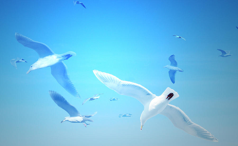 Gulls in Flight Digital Art by Michele Cornelius