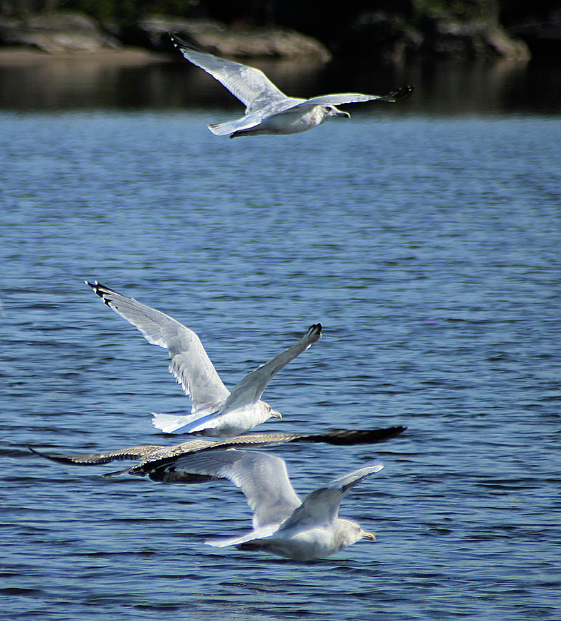 Gulls in Flight Photograph by Scott Hovind